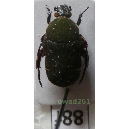 Glycyphana cuculus Burmeister, 1842 Philippines88f